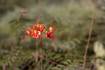 Obraz premium red flower in the field