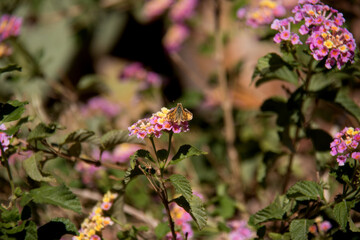 butterfly on pink flowers