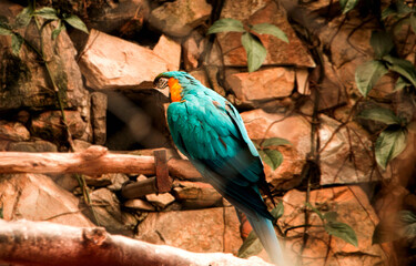a arara in the zoo tree