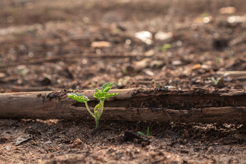 Green Plant Sprout in the Desert Soil