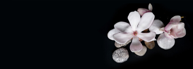 beautiful pink magnolia flower in water, smooth white stones, concept of wellness spa treatments for the beauty of mind and body, massage, zen stone in the pool of serenity