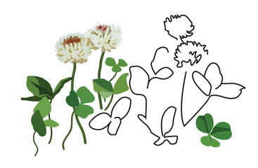 White clover vector illustration  - obrazy, fototapety, plakaty