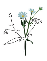Chickweed vector illustration 