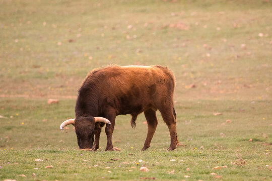 The brave bull relaxing his face as he eats in the traditional Spanish countryside, and gets strong to show his power in the bullrings.