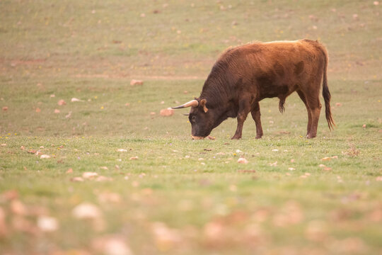 Beautiful fighting bull eating in the Spanish countryside, in this place the wildlife of these animals prepares them for their future.