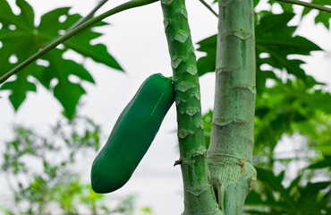 Green papaya fruit growing on  tree. Exotic fruit plantation. Papaw fruit tree close up with copy space. Greenhouse tropical farming and gardening,