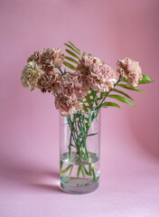 Beautiful pink carnation flowers on pink background