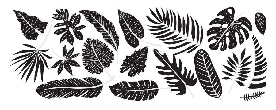 Set of various tropical palm leaves. Black silhouettes of tropical plants. Monstera and palm jungle leaves, exotic foliage, decorative natural plant collection. Hand drawn vector flat illustration