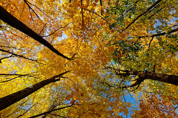 fall leaves canopy, yellow colours