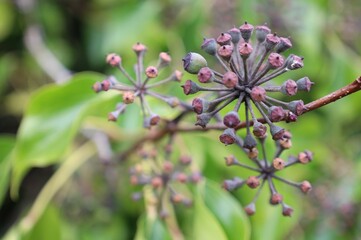 Strange Purple Plant with Brown Stems