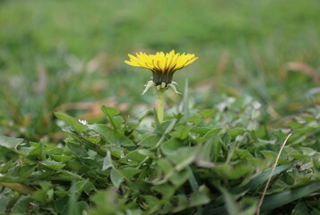 Fototapeta premium Yellow Upright Dandelion Surrounded by Grass