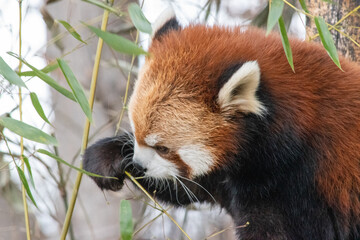The red panda (Ailurus fulgens), also known as the lesser panda, is a small mammal native to the eastern Himalayas and southwestern China.