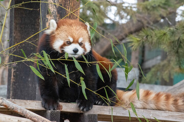 The red panda (Ailurus fulgens), also known as the lesser panda, is a small mammal native to the...