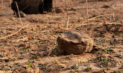 Dry Coconut on the dry ground