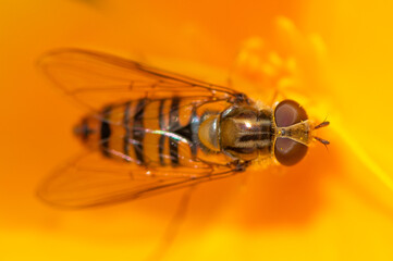 Episyrphus balteatus - Marmalade Hoverfly - Syrphe ceinturé