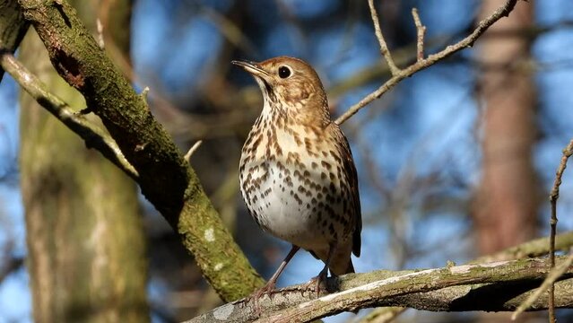 Song thrush sings energetically in the forest during the mating season