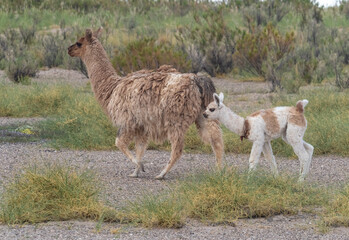 Baby llama following its mother on the high altitude green fields near the Salinas Grandes salt flat, Jujuy  province, Northern Argentina