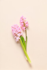 Beautiful hyacinths on color background