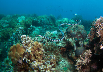 Banded Sea Snake. Philipine islands.