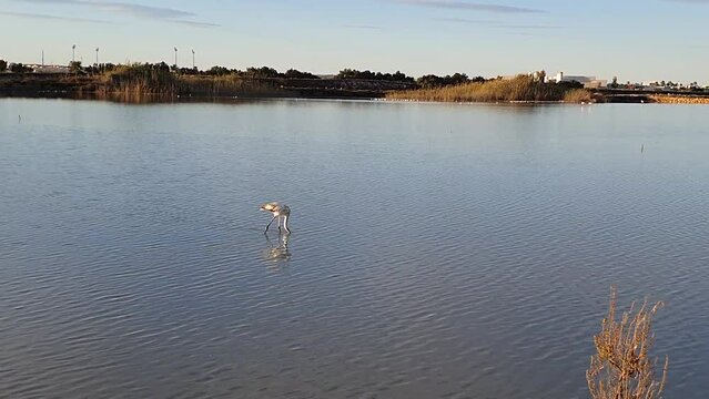 Vega Baja del Segura - Torrevieja - Parque Natural Salinas de la Mata y Torrevieja y su entorno.