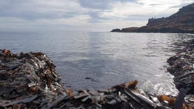 Vega Baja del Segura - Torrevieja - Orilla con algas en calas de Torrevieja