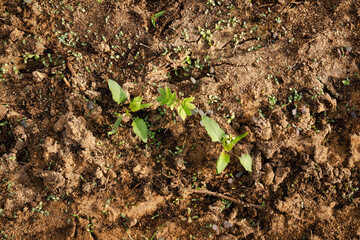 Green Plant Sprout in the Desert Soil