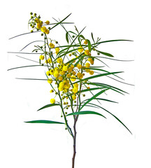 Close up of Acacia saligna