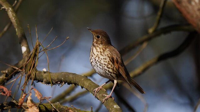 Turdus philomelos. Song thrush announcing the beginning of spring with its song from the branch of a tree