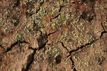 Green Plant Sprout in the Desert Soil