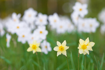 Yellow daffodils, narcissus flowers blooming, springtime in the garden.