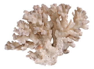 Coral isolated on white background
