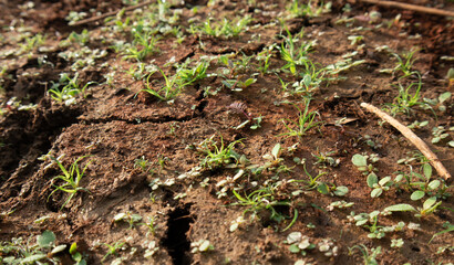 Green Plant Sprout in the Desert Soil