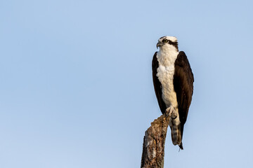 Perched adult osprey