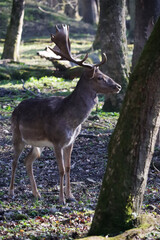 Naklejka na ściany i meble Deers in the forest in Germany