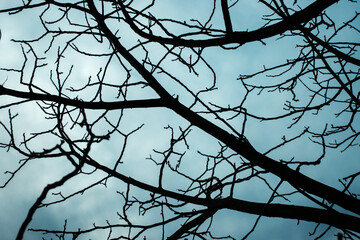Fototapeta na wymiar Naked branches of a tree against blue sky close up. Dark and moody. Ambiental.