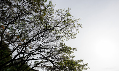 Green Leafs and branches in the wind