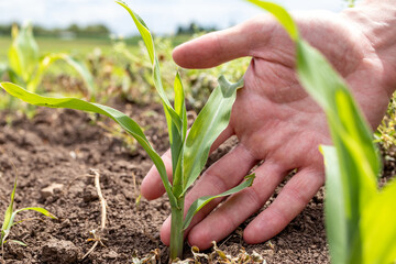Close up of a hand of a farmer checking the quality and growth of a young corn. Sowing food.