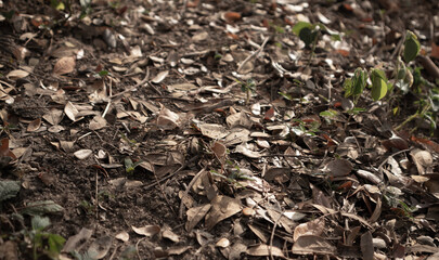 Mud Texture Image of soil