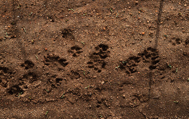 Footsteps and track in the muddy earth