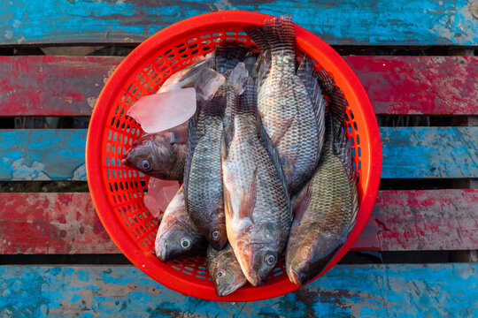 Tilapia Fish