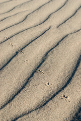 Animal footprints on the surface of a sand dune. A close look. The structure of the sand is visible.