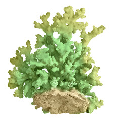 Coral isolated on white background © Dmitry