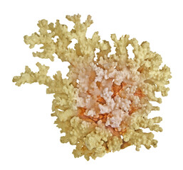Coral isolated on white background © Dmitry