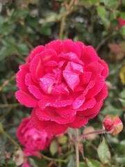 a beautiful red rose .