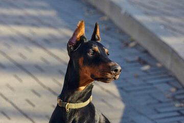 gorgeous young doberman posing on the street