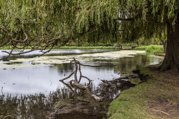 Rotting tree branch in water