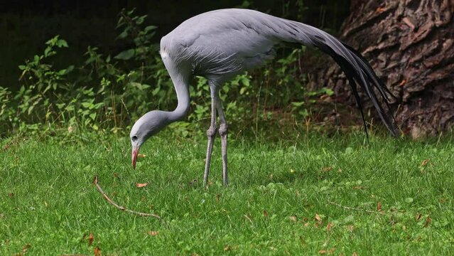 The Blue Crane, Grus paradisea, is an endangered bird specie endemic to Southern Africa. It is the national bird of South Africa
