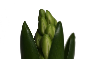 hyacinth flowers close up isolated against white background