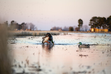 Boykin retrieving mallard