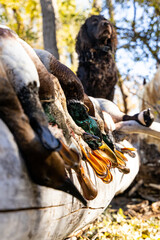 Boykin with ducks on log